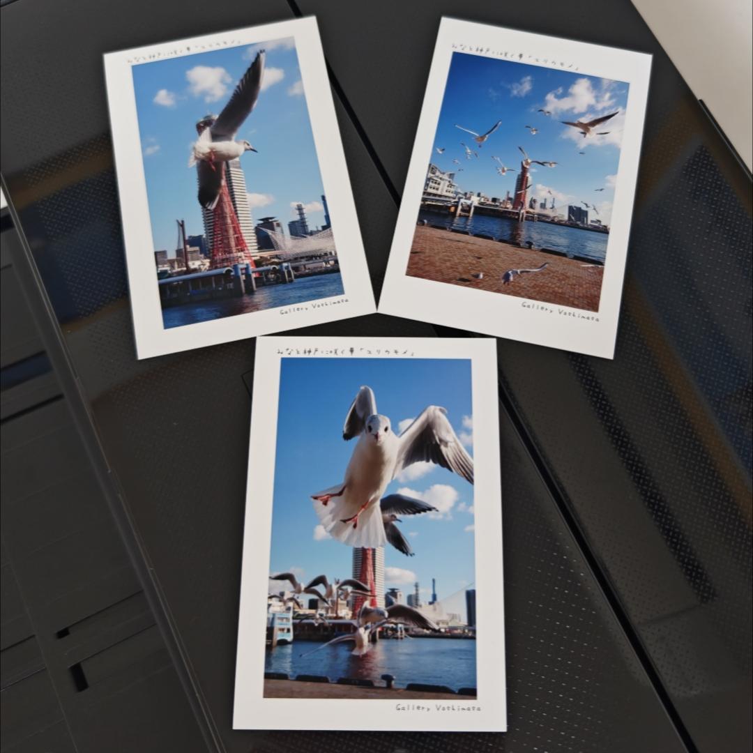 ポストカード３枚セット  みなと神戸に咲く華「ユリカモメ」風景写真  港町神戸 送料無料